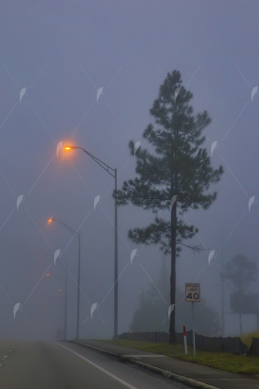 Picture of Foggy Street In The Morning