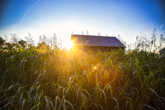 Picture of Tobacco Barn at Sunset