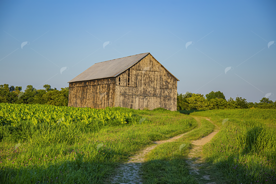 Picture of Tobacco Barn Blue Sky 2