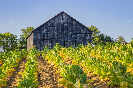 Picture of Tobacco Barn Blue Sky 6